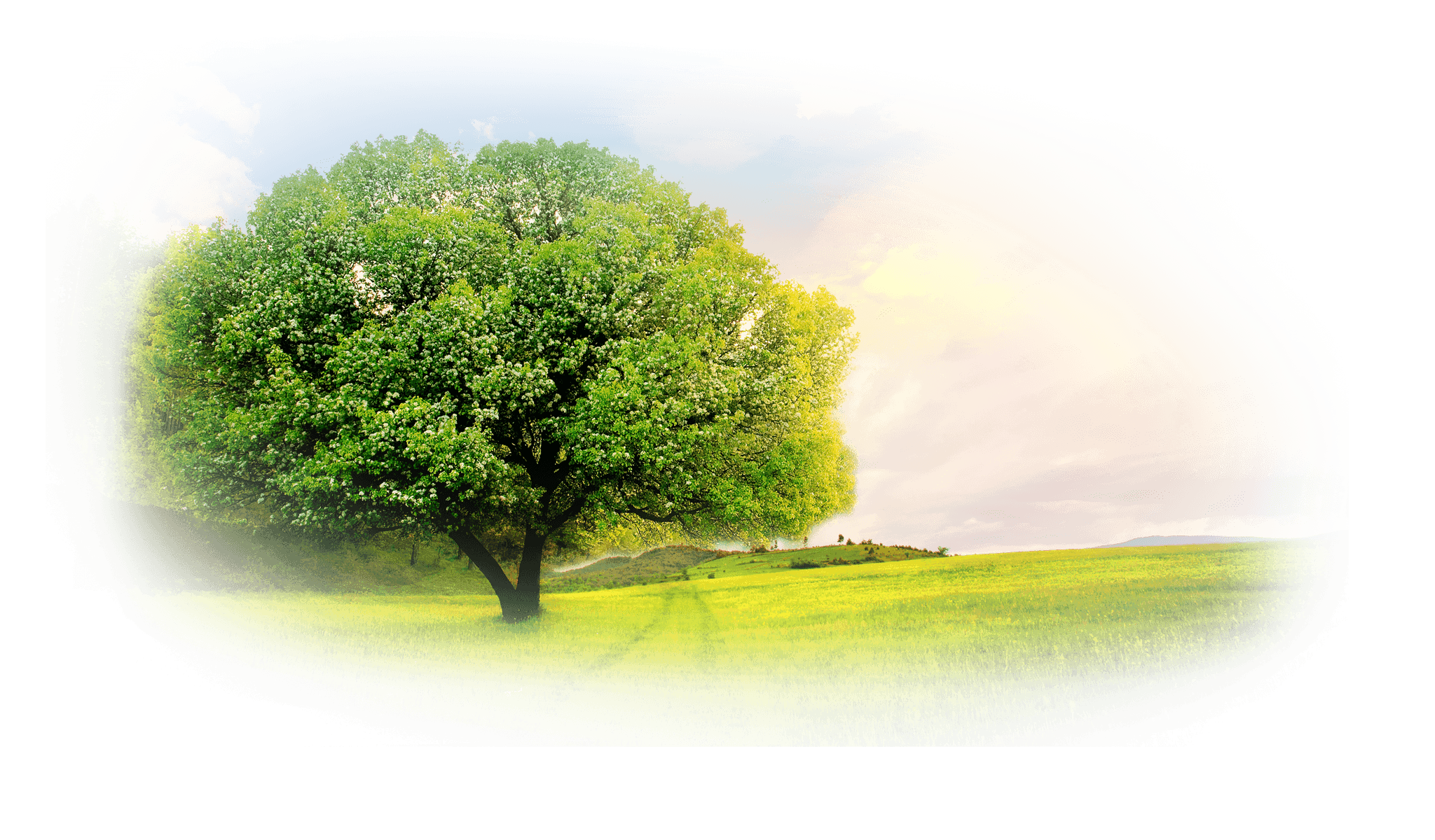 Árvore robusta em campo verde sob céu claro, que simboliza a natureza e a energia limpa do gás natural.